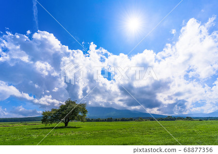 岩手縣八man平市夏天的神戶房牧野的一棵櫻桃樹和藍天 68877356