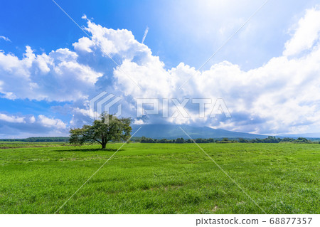 岩手縣八man平市夏天的神戶房牧野的一棵櫻桃樹和藍天 68877357
