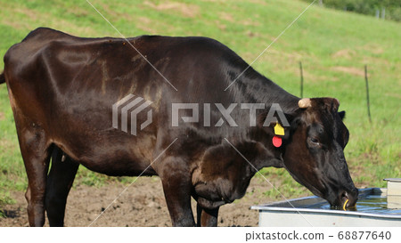 Ranch cows drinking water Ranch cows drinking water 68877640