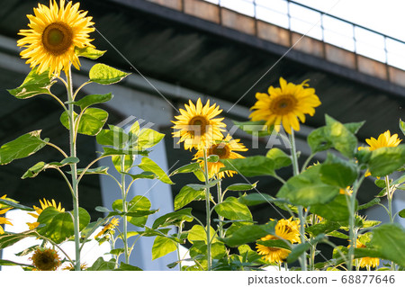 Railway viaduct and sunflower field, Oamishirasato, Chiba, Japan Railway viaduct and sunflower field, Oamishirasato, Chiba, Japan 68877646