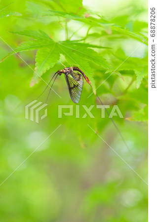 Mayfly staying on the leaf 68878206