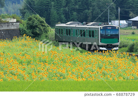 Kusan Line“Sunflower Field and Accum” 68878729