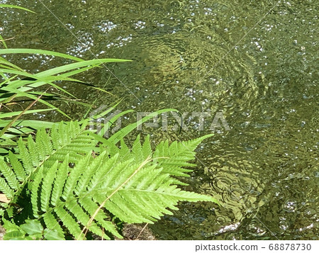 Fern and water 68878730