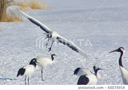 Red-crowned crane Tsurui Ito Sanctuary Tsurui-mura, Akan-gun, Hokkaido 68878916
