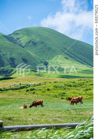 在阿甦的荒野中放牧的牛 68879025