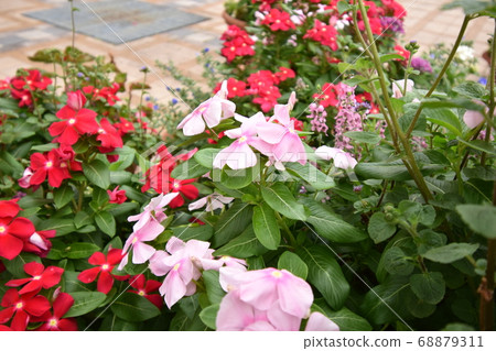 Cute flower blooming Cute flower blooming 68879311