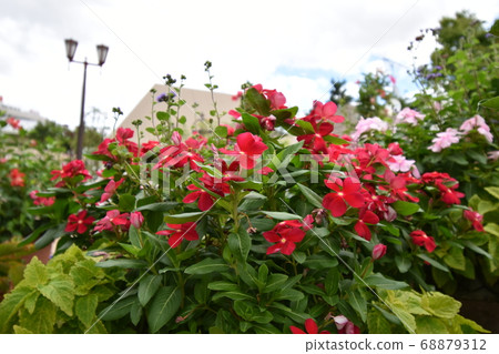 Cute flower blooming Cute flower blooming 68879312