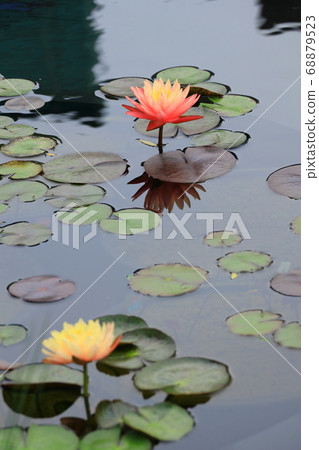 西武池袋屋頂花園“食物和綠色空中花園”睡蓮花園 68879523