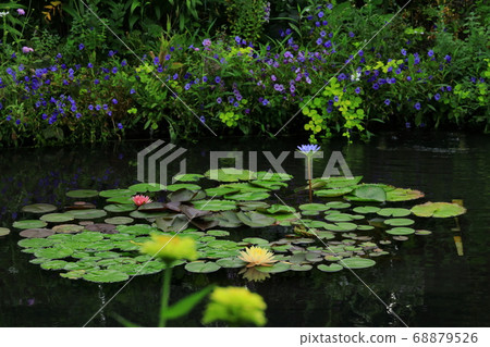 Seibu Ikebukuro Rooftop Garden "Food and Green Aerial Garden" Water Lily Garden Seibu Ikebukuro Rooftop Garden "Food and Green Aerial Garden" Water Lily Garden 68879526