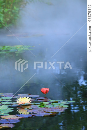 Seibu Ikebukuro Rooftop Garden "Food and Green Aerial Garden" Water Lily Garden Seibu Ikebukuro Rooftop Garden "Food and Green Aerial Garden" Water Lily Garden 68879542