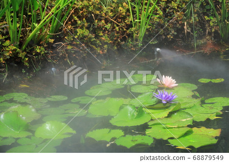 西武池袋屋頂花園“食物和綠色空中花園”睡蓮花園 68879549