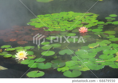 西武池袋屋頂花園“食物和綠色空中花園”睡蓮花園 西武池袋屋頂花園“食物和綠色空中花園”睡蓮花園 68879550