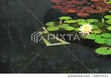 西武池袋屋頂花園“食物和綠色空中花園”睡蓮花園 68879551