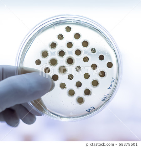 Scientist growing bacteria in petri dishes on agar gel as a part of scientific experiment. Scientist growing bacteria in petri dishes on agar gel as a part of scientific experiment. 68879601