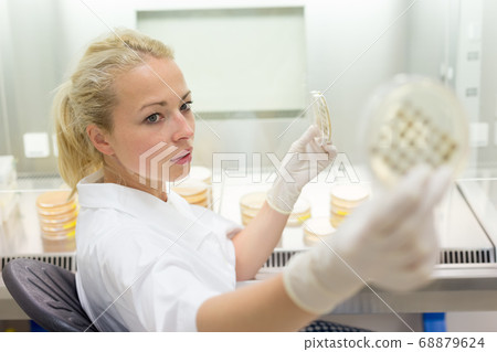 Scientist growing bacteria in petri dishes on agar gel as a part of scientific experiment. 68879624