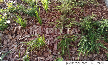 Saplings in the ground covered with bark. 68879700