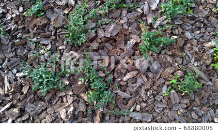 Saplings in the ground covered with bark. Saplings in the ground covered with bark. 68880008