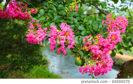 Jinno Park crape myrtle Jinno Park crape myrtle 68880070