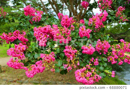 Jinno Park crape myrtle Jinno Park crape myrtle 68880071