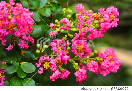 Jinno Park crape myrtle 68880072