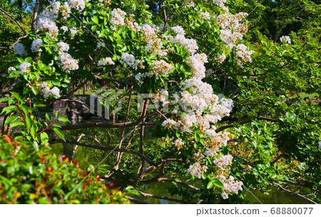 Jinno Park crape myrtle Jinno Park crape myrtle 68880077