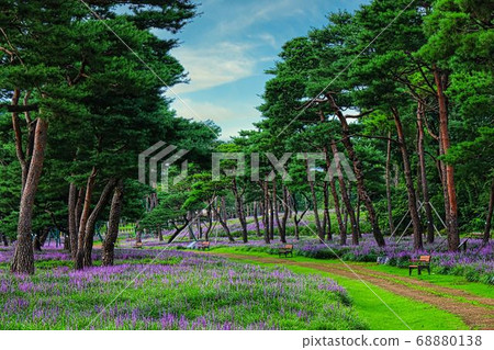 Cypress Zone Maekmun-dong Cypress Zone Maekmun-dong 68880138