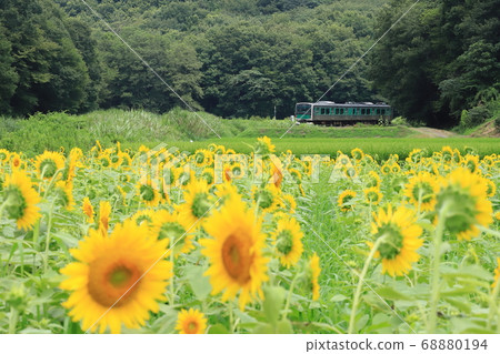 Karasuyama Line "Surrounded by sunflower fields and trees in the mountains" 68880194