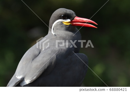 Long-beard bird 68880421