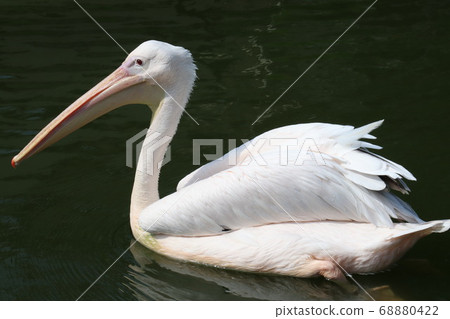 Swimming Pelican Swimming Pelican 68880422