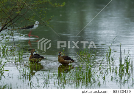 Lesser whistling duck pair floating in water at keoladeo national park or bharatpur bird sanctuary rajasthan india - Dendrocygna javanica 68880429