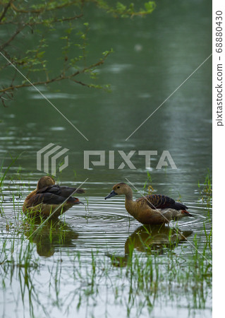 Lesser whistling duck pair floating in water at keoladeo national park or bharatpur bird sanctuary rajasthan india - Dendrocygna javanica 68880430