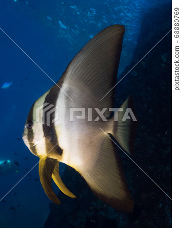 fish, in the sea, saltwater fish 68880769