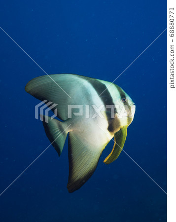 fish, in the sea, saltwater fish 68880771
