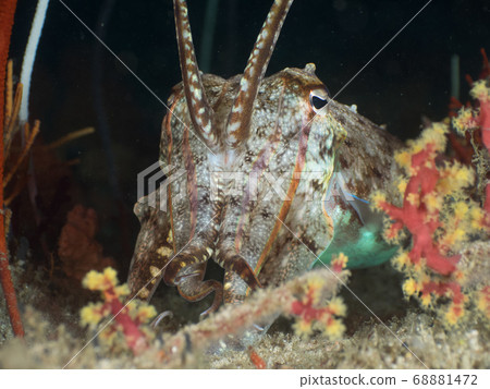 烏賊 墨魚 魷魚 68881472