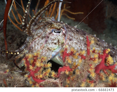 cuttlefish, underwater, mollusk 68881473