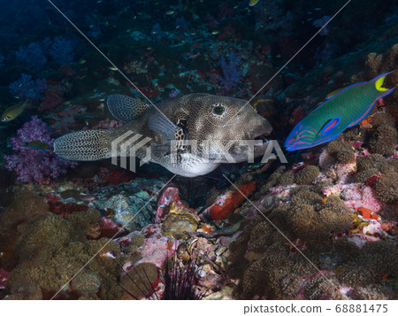 puffer, underwater, fish 68881475