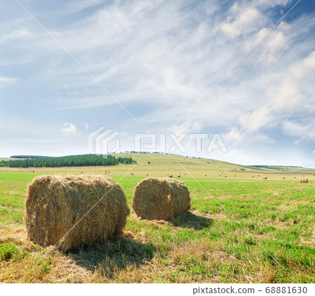 Hay bales harvesting Hay bales harvesting 68881630