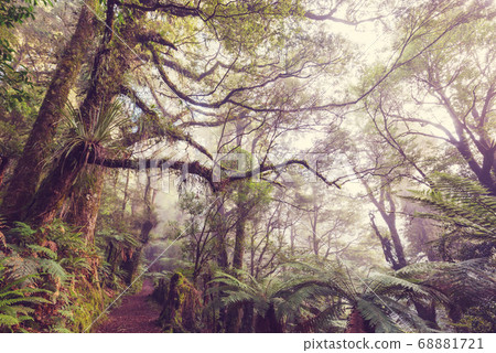 New Zealand forest New Zealand forest 68881721