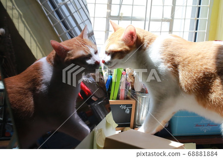 watch itself ginger cat with the bright sun light 68881884