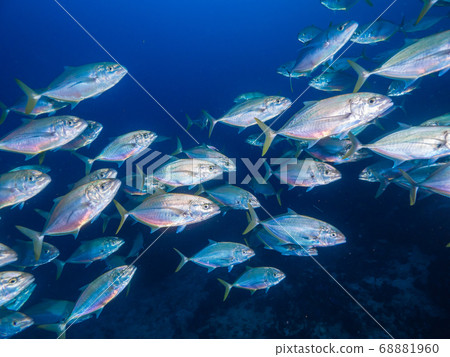金槍魚 小組 團隊 68881960