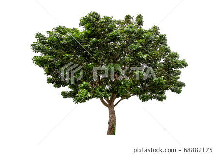 Green tree isolated on white background. 68882175