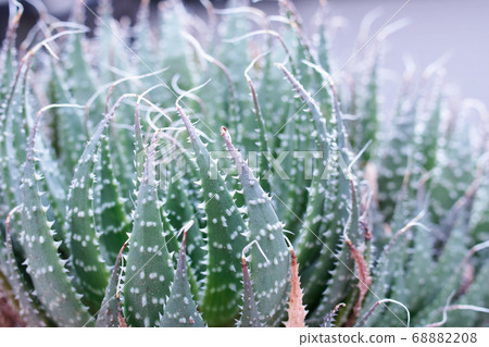 蘆薈空氣重啟 68882208