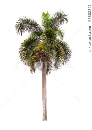 Beautiful green palm tree isolated on white Beautiful green palm tree isolated on white 68882291