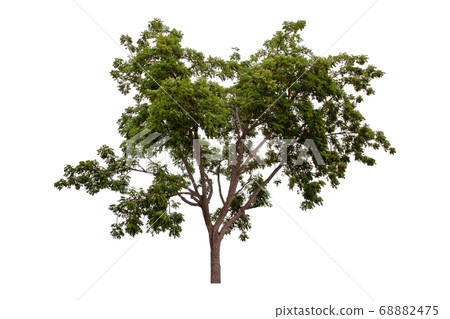 Large green tree (Neem Tree) isolated on white 68882475