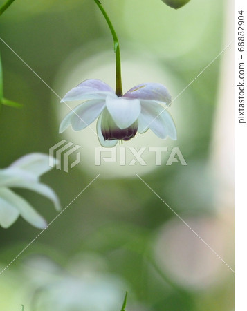 Scenery of Hokkaido Takino Suzuran Hillside Park Renge Shouma 68882904