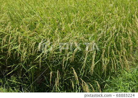 Inasaku, Hitachinaka City, Ibaraki Prefecture 68883224