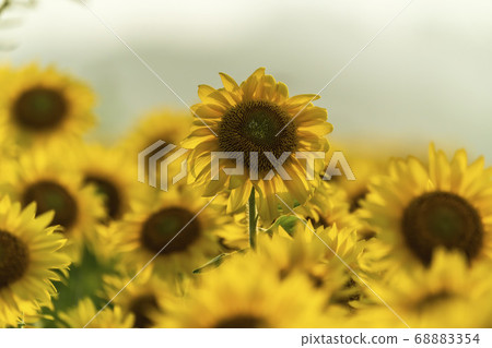 黃昏的山本町向日葵田(山本向日葵祭)宮城縣山本町 黃昏的山本町向日葵田(山本向日葵祭)宮城縣山本町 68883354