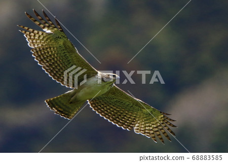 Young birds raised in the deep mountain valley took off in a harsh environment 68883585