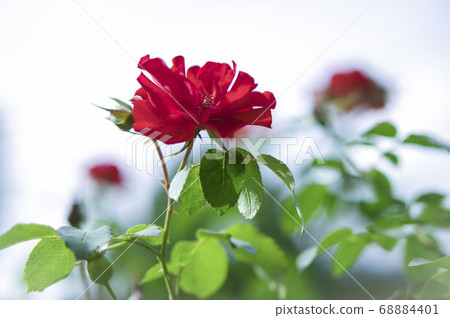 Rose italy 68884401