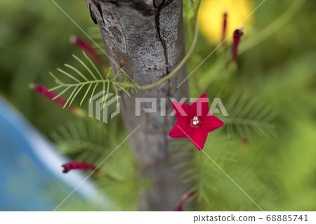 The red star-like flowers have a bright green 68885741